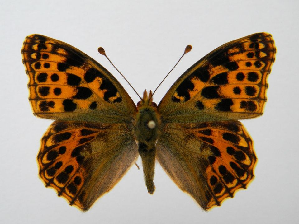 Issoria lathonia abb 3 (Internet Image property of respective owner, non-commercial use only)